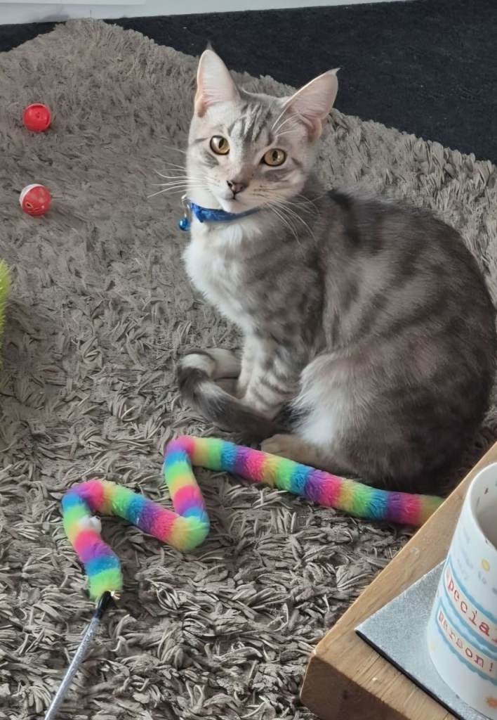 Maine coon cross bengal 