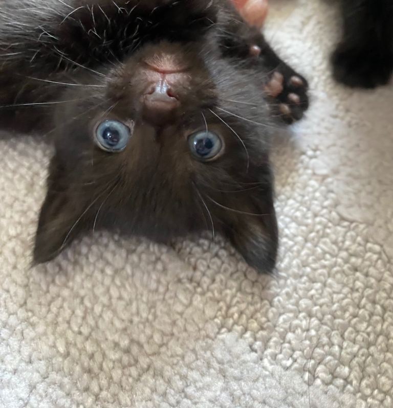 Kittens🖤