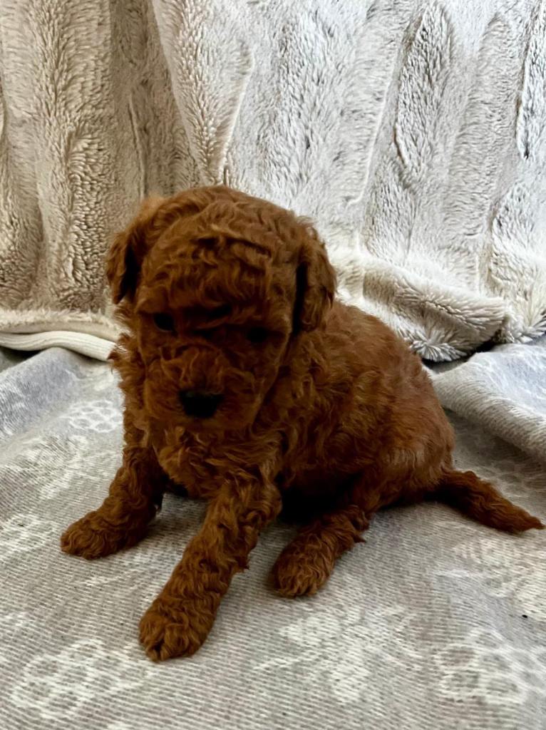 F2BB COCKAPOO PUPS. 