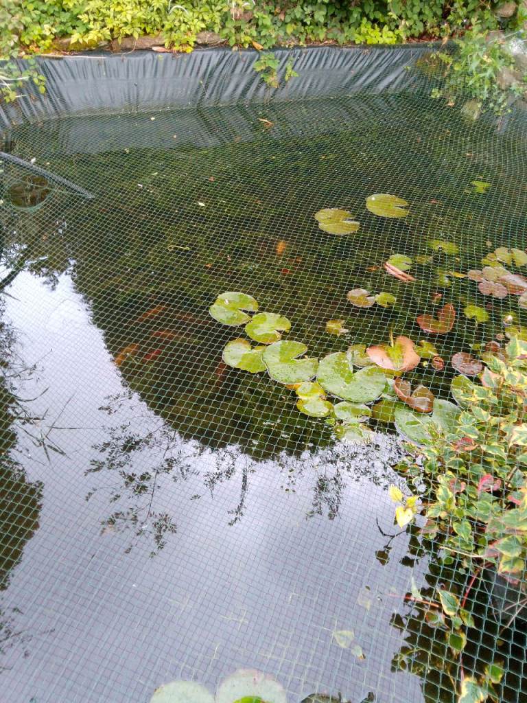 Koi