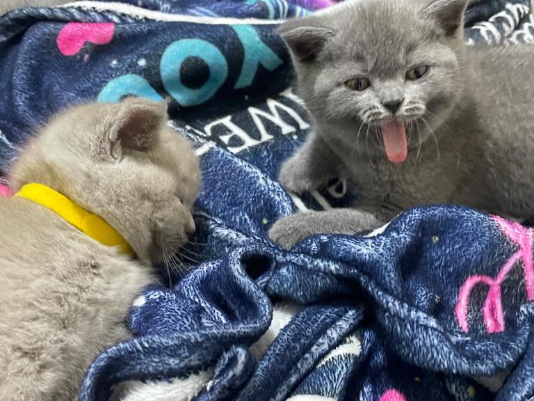 Pure British Shorthair Kitten