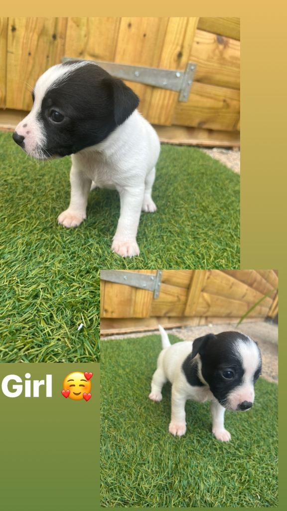 Jack russle puppy’s 