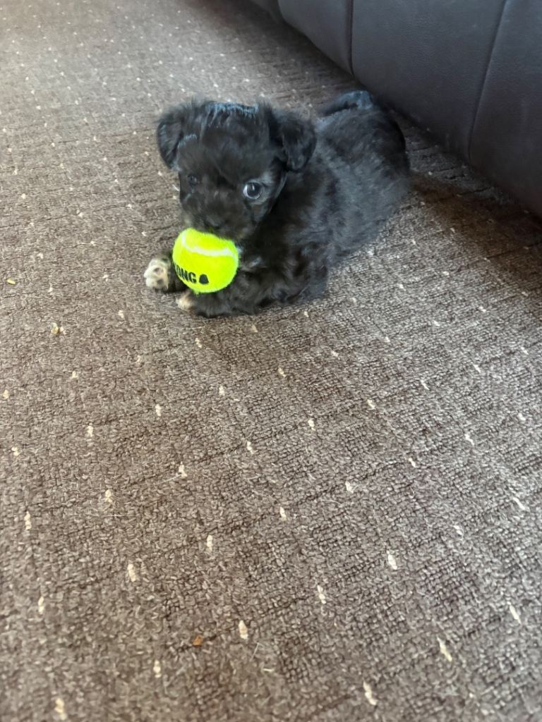Female bichon x 
