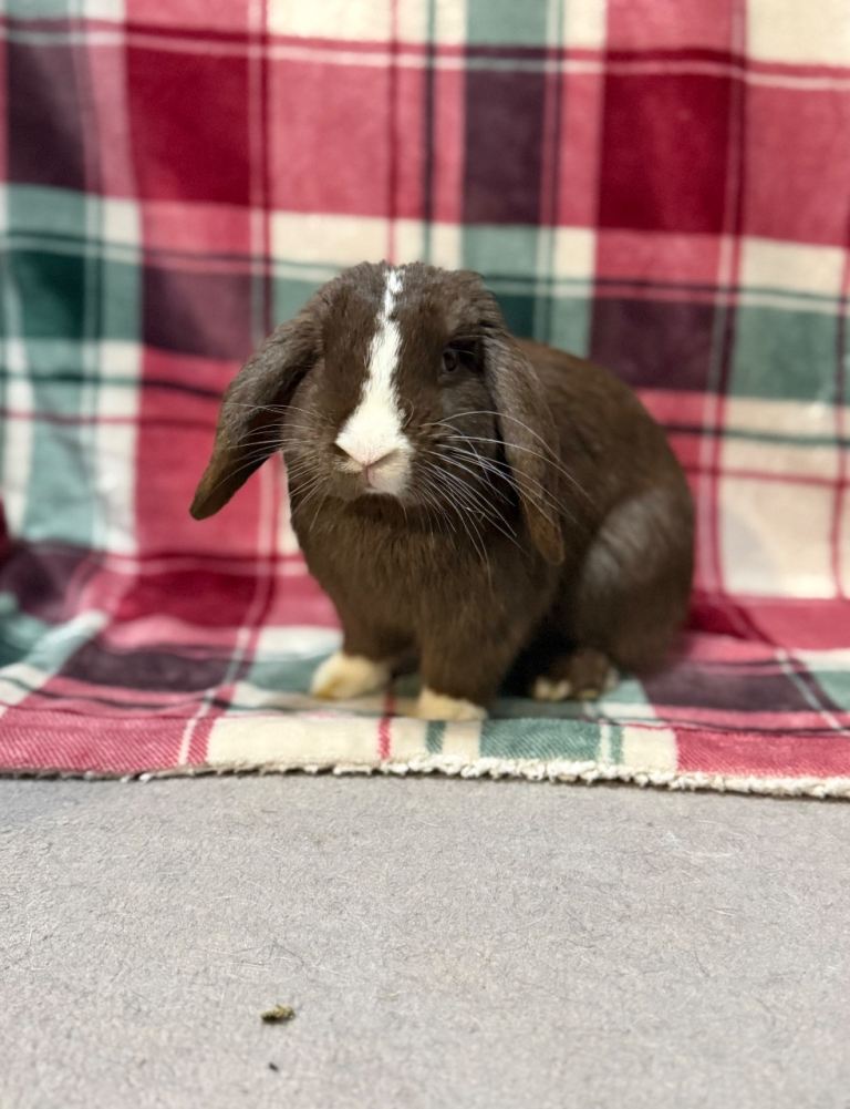 🐰Beautiful Pure Mini Lop Rabbit🐰