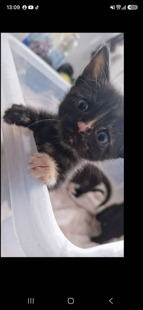 Kittens ready to go