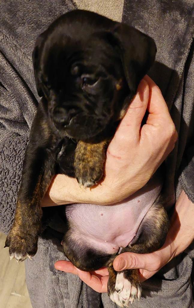 Cane Corso cross American bulldog puppy's 