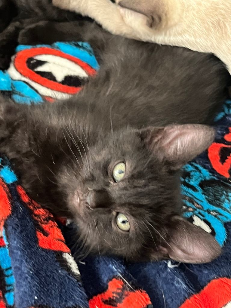 Kittens for sale