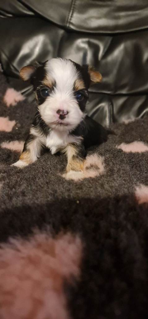 Outstanding Chihuahua x Yorkshire Terrier Puppies 