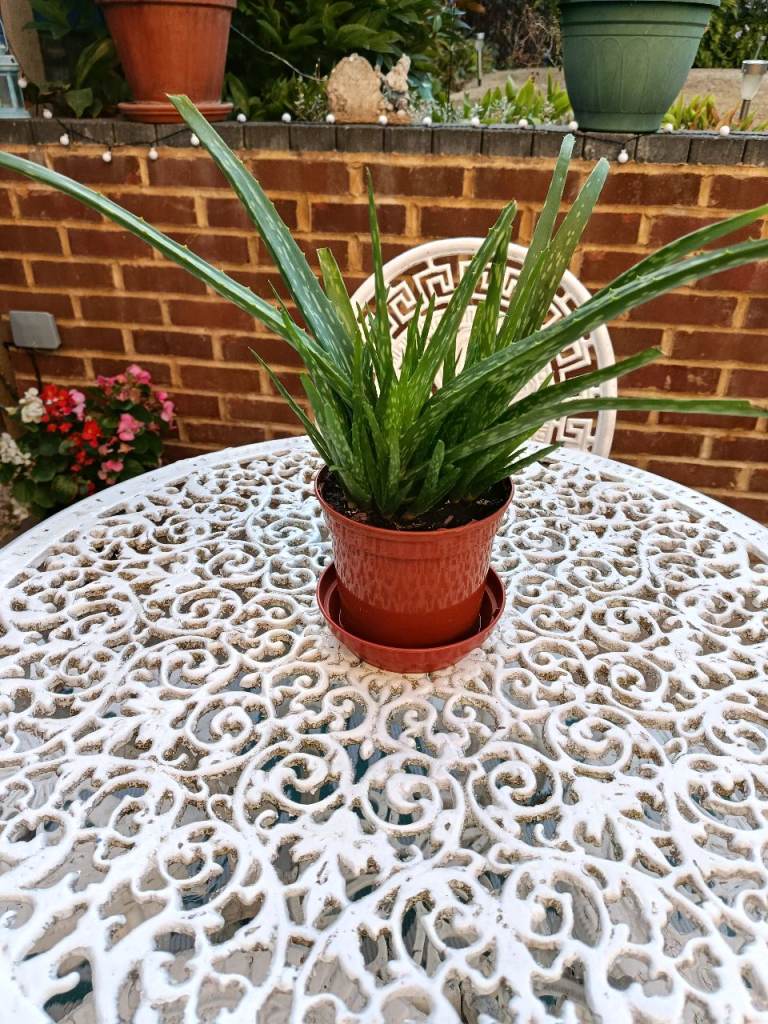 🌻Healthy Aloe Vera Plant in Terracotta Coloured Pot🌻