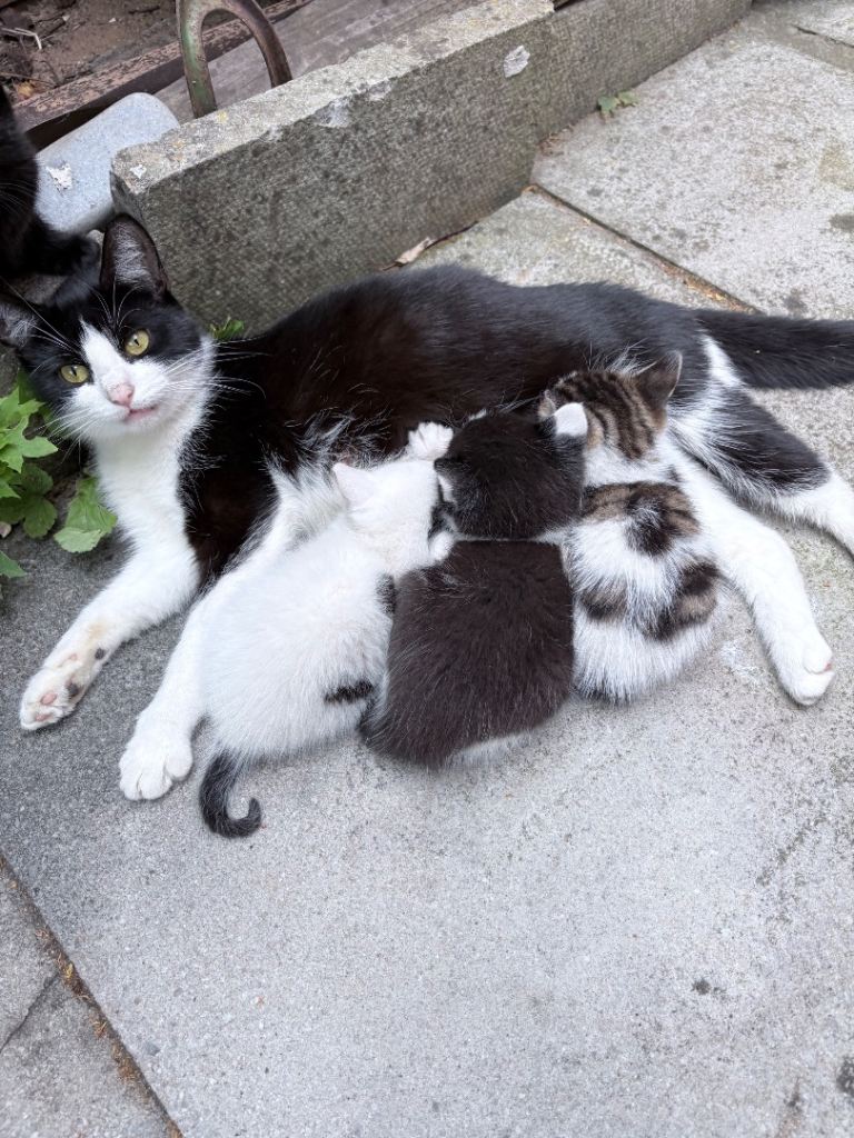 Kittens for sale 