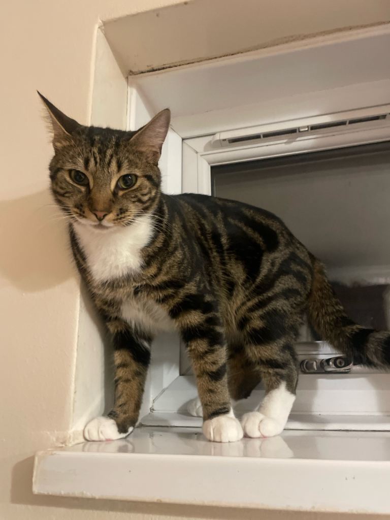 Cats for Sale/Adoption