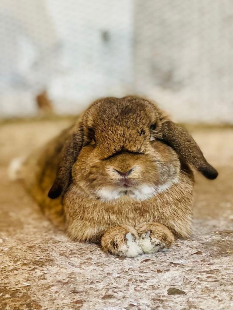 Mini lop rabbit 
