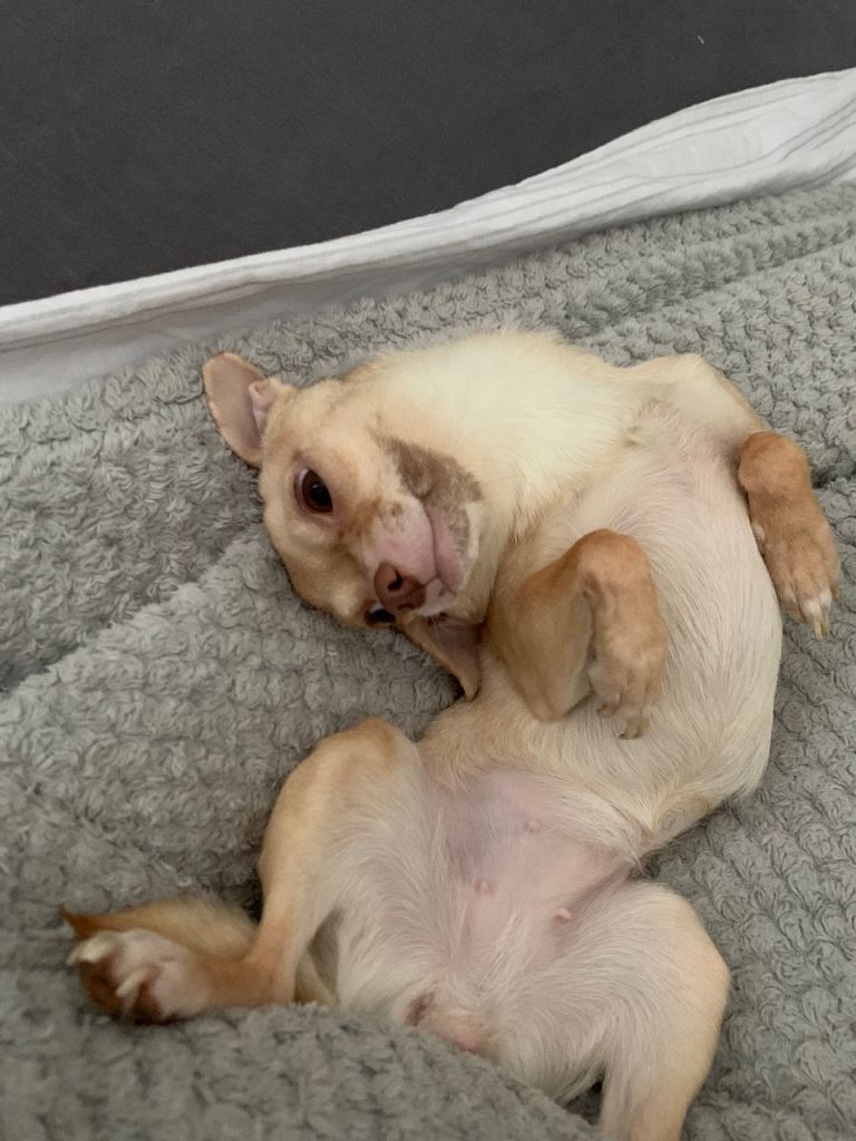 Chihuahua 