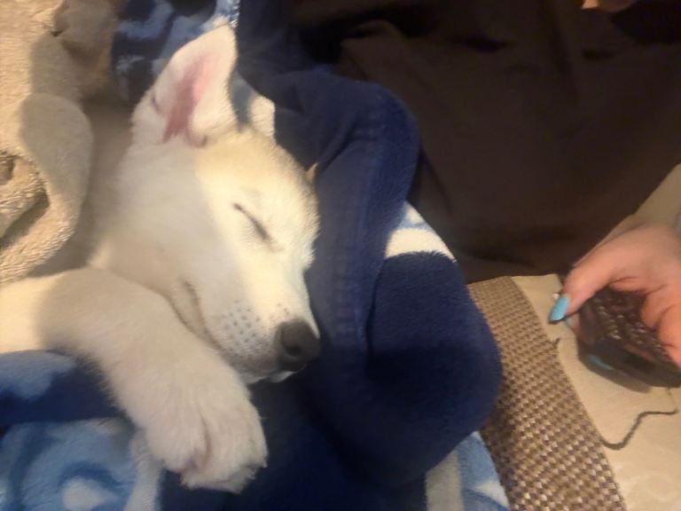 4 month Siberian Husky 