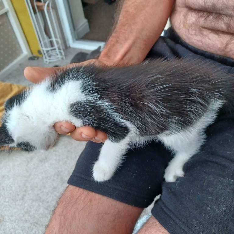 2 male kittens
