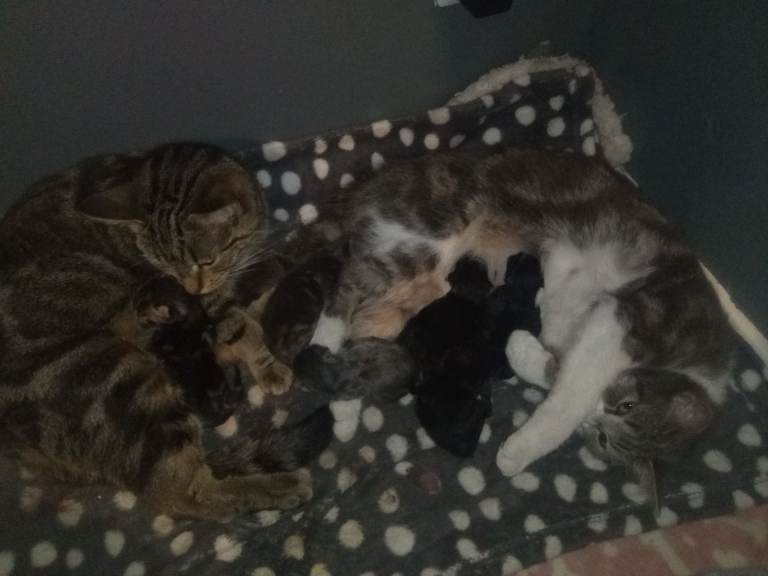 Kittens
