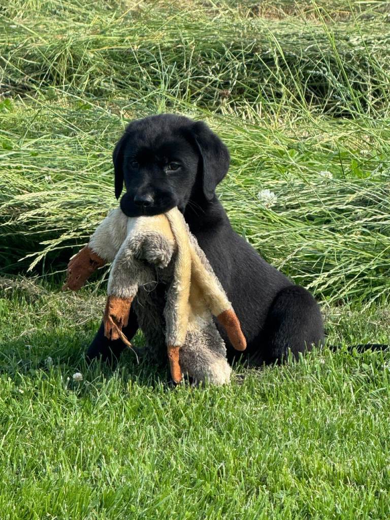 Chunky KC Reg  puppies sired by Afinmore Amsterdam