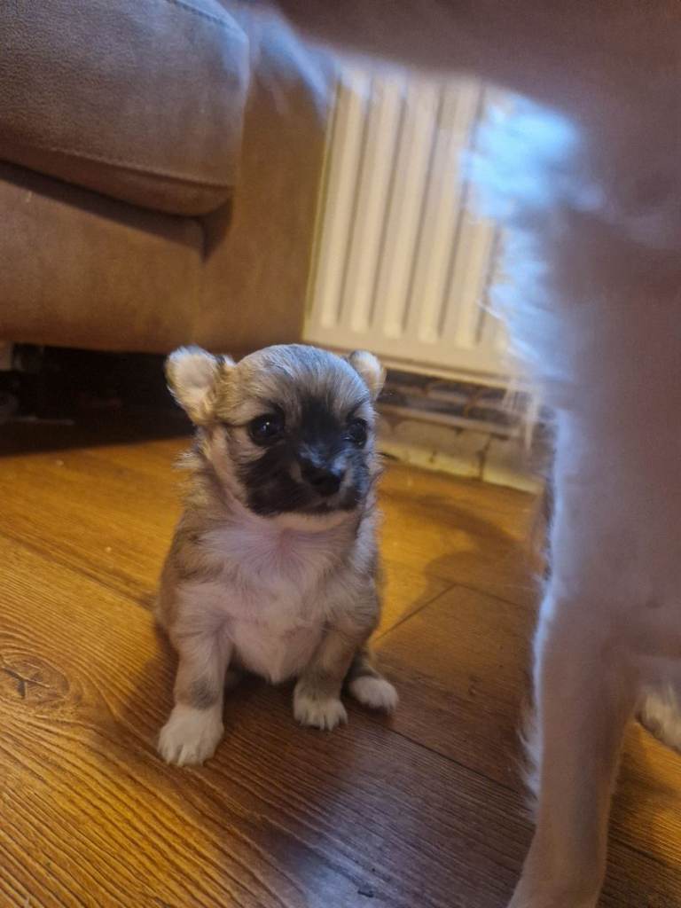 Female chihuahua puppy