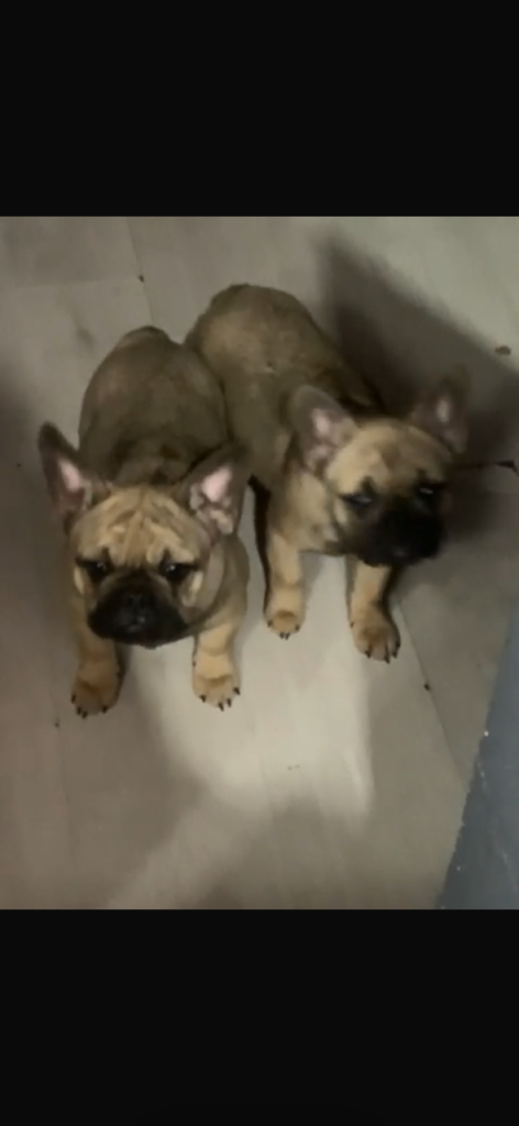 Pure Frenchies 