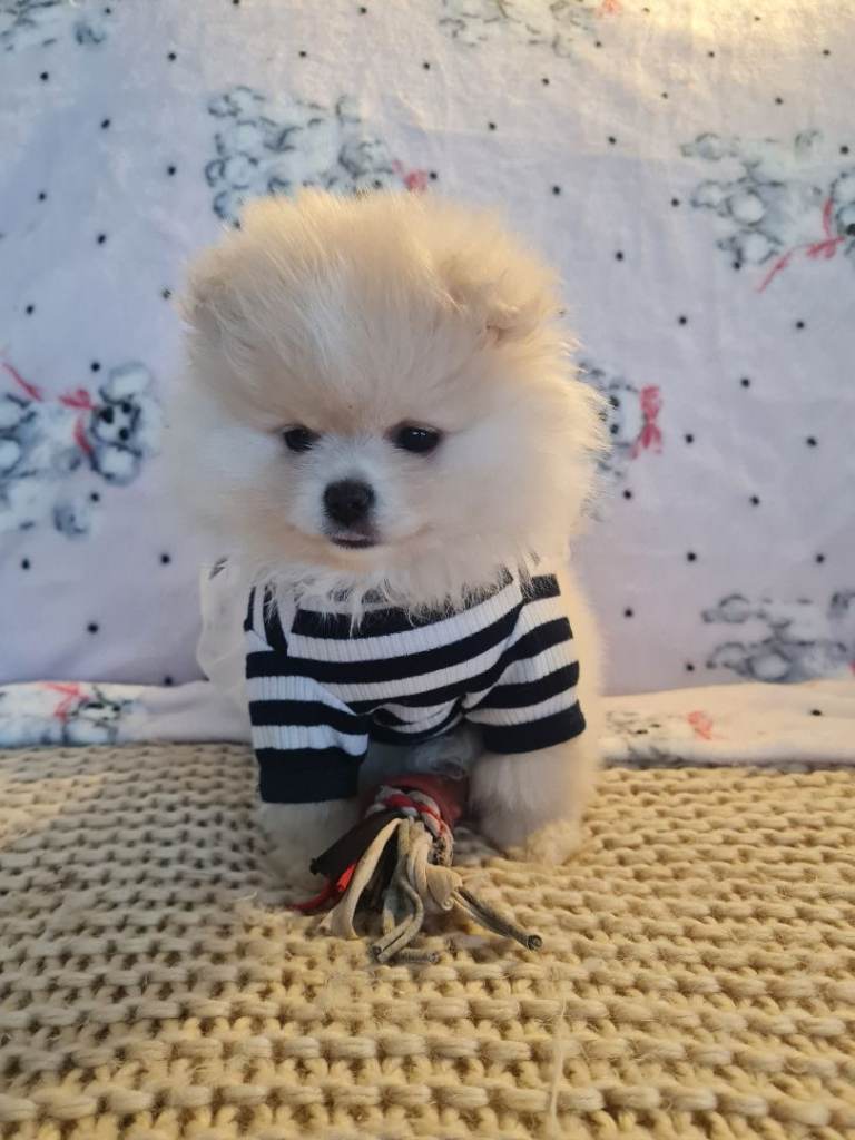 Last beautiful pomeranian puppies 