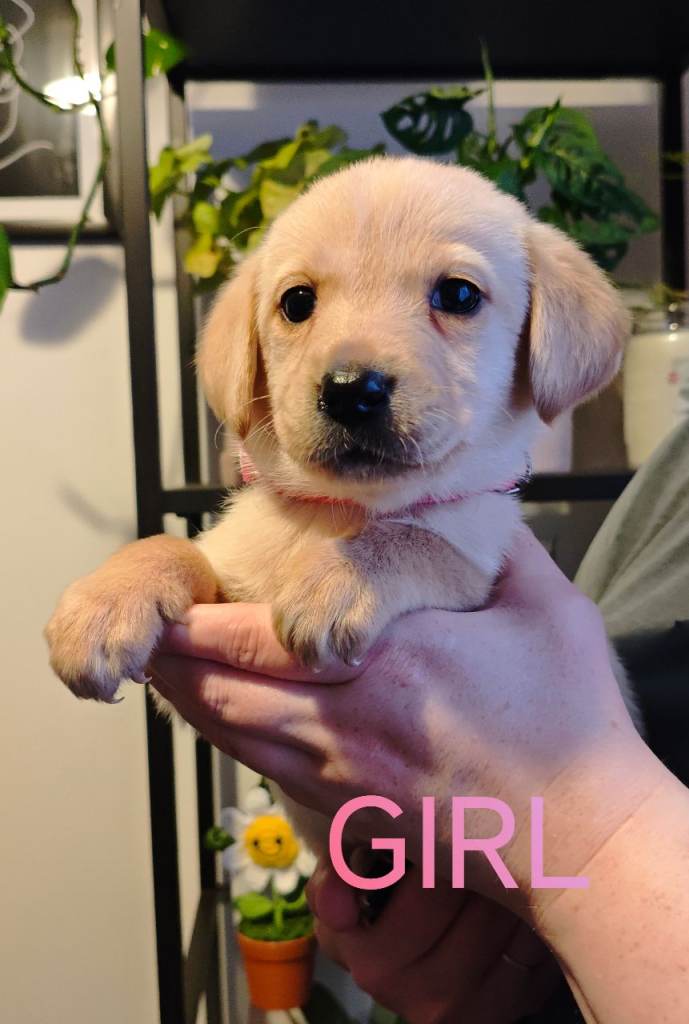 Labrador retriever puppies 