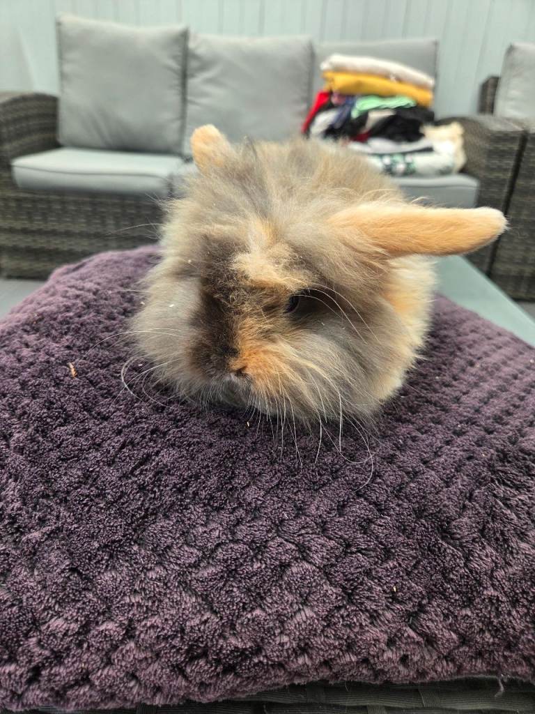 Teddy lops