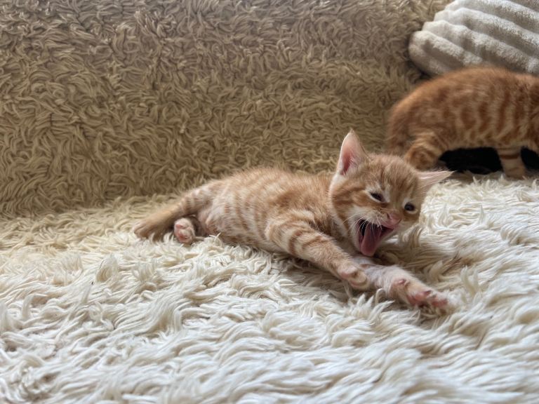 Maine Coon Cross Kittens Seeking Forever Homes