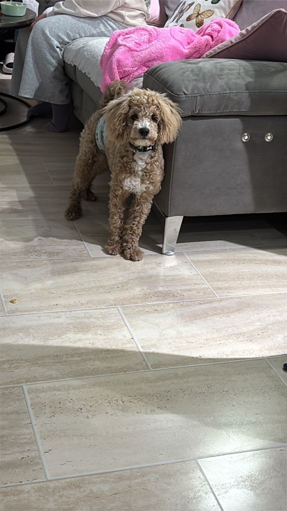 Cavapoo for sale 