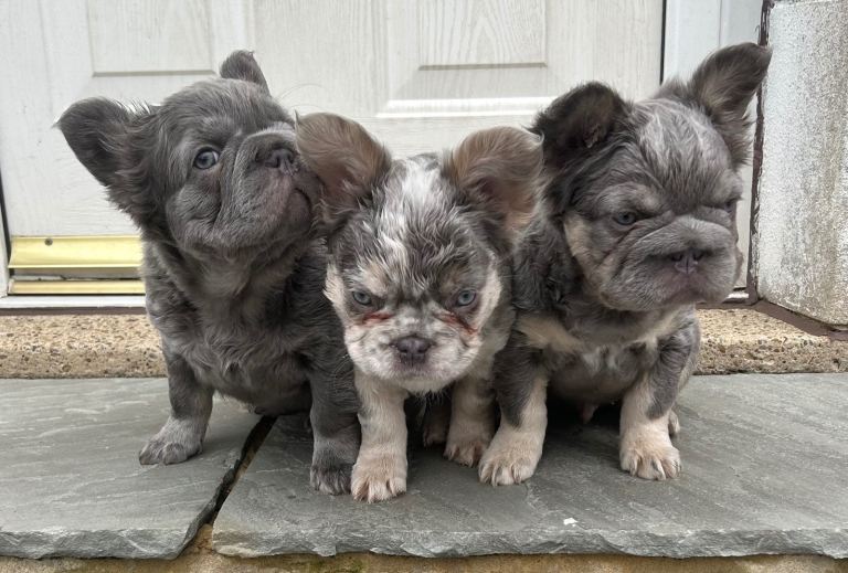 Fluffy French bulldogs 