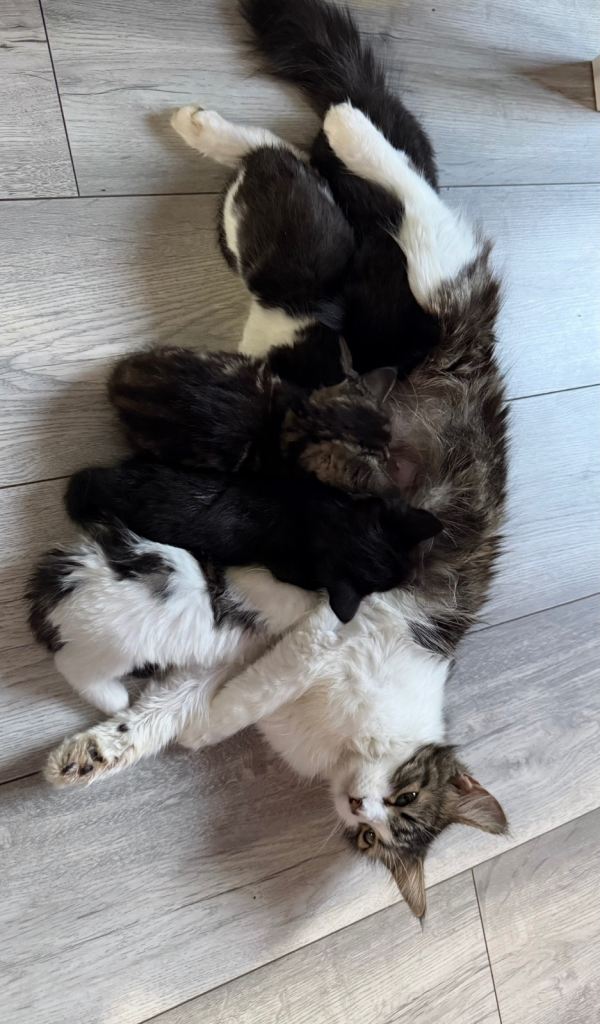 Kittens
