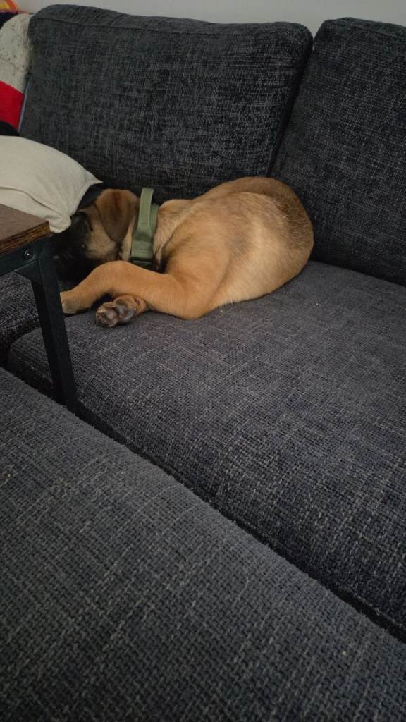 Turnip - Rehoming Cane Corso x German Shepherd