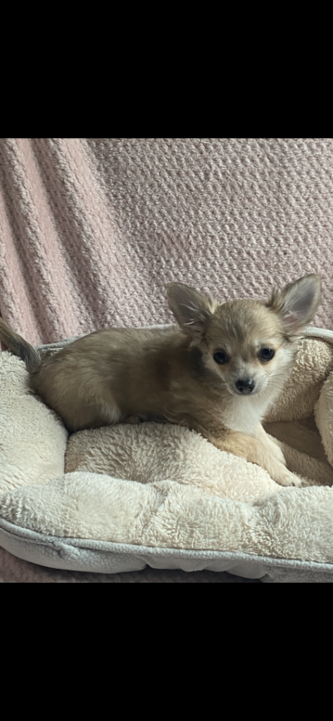 Lovely chihuahua puppy with fluffy long coat. 