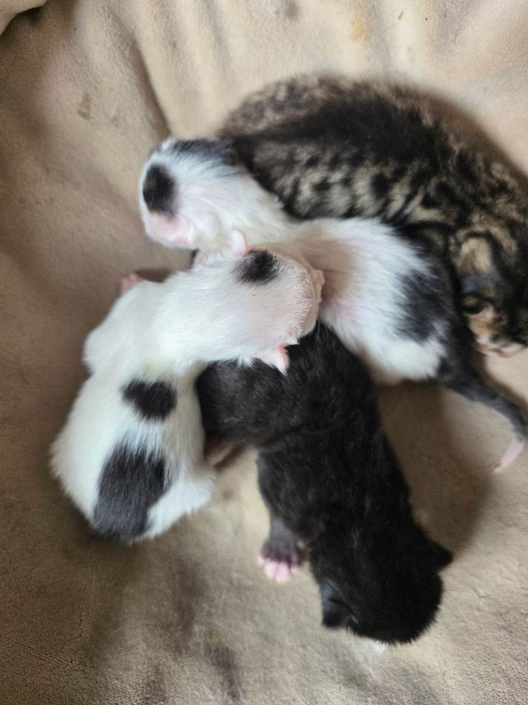 kittens 