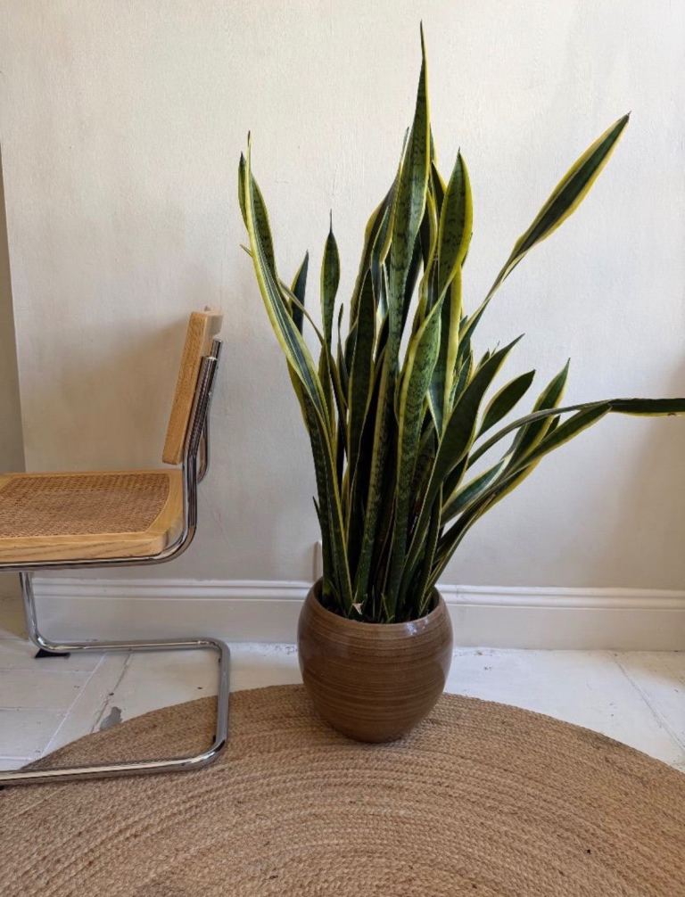 Huge snake plant in ceramic pot