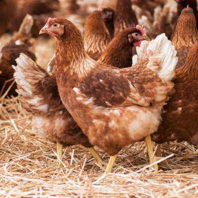 Point of Lay Pullets for sale 