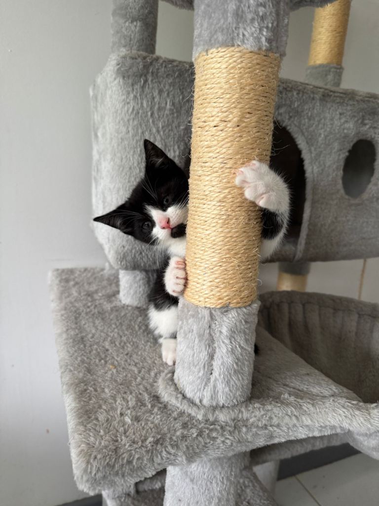 KITTENS LOOKING FOR NEW HOME 