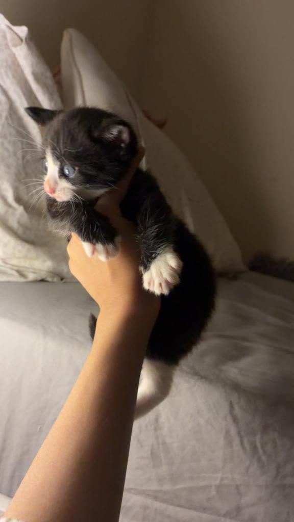 Kitten 