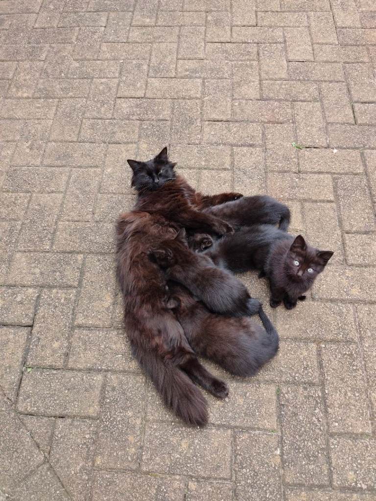 Kittens 