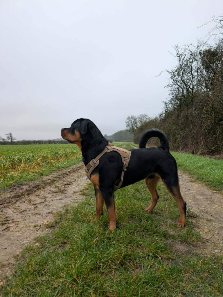 Rottweiler 