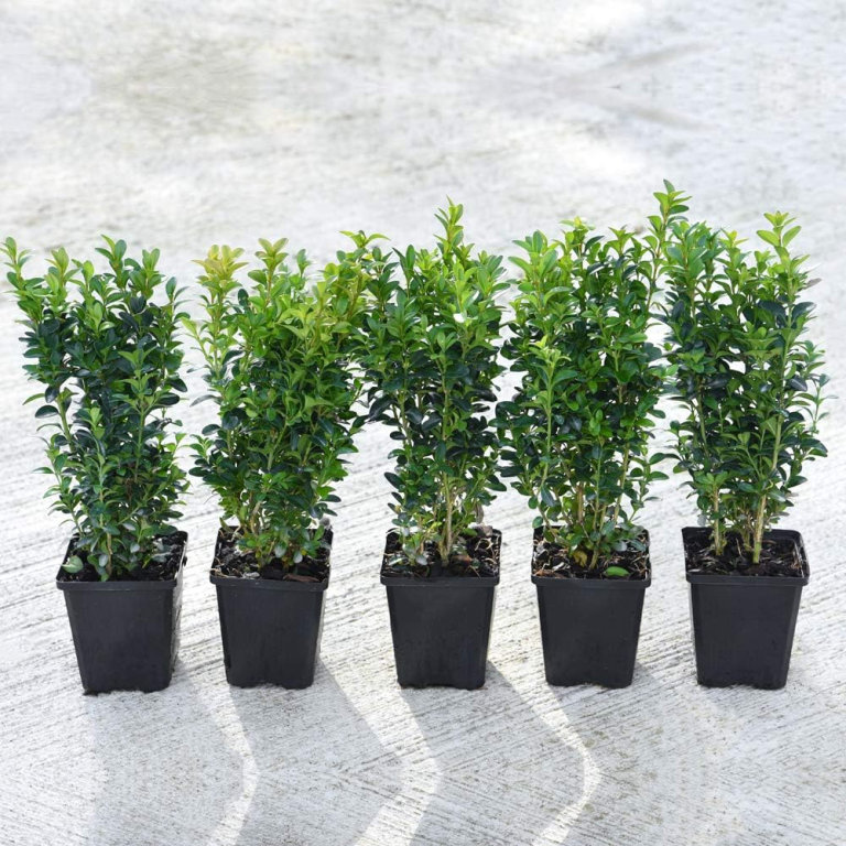 image for Box Shrub x 5 Buxus Hedge Plants Hardy Evergreen Hedging Shrub