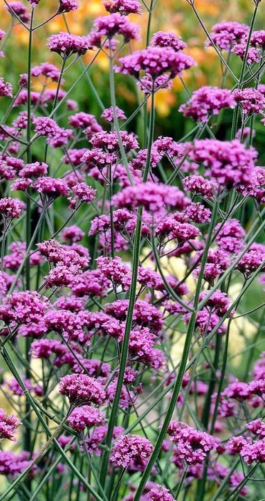 Garden plants and herbs (chocolate mint, origano, foxglove, persicaria, geranium...)