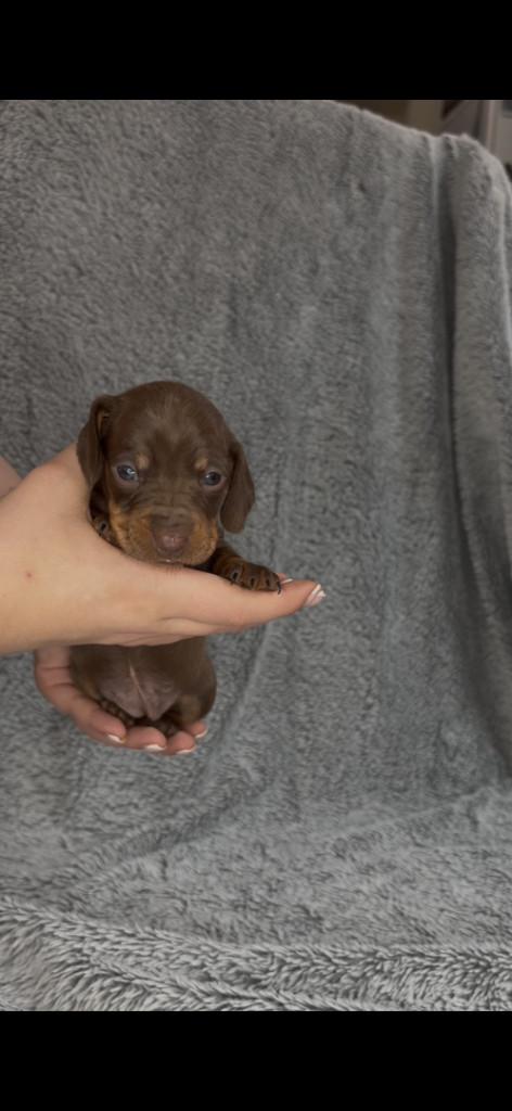 Miniature Dachshund Puppies Ready for Loving Homes!