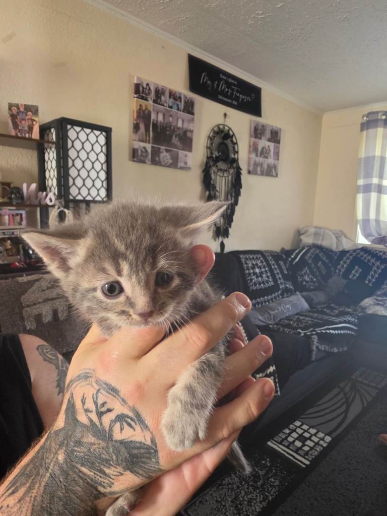 5 kittens for sale 