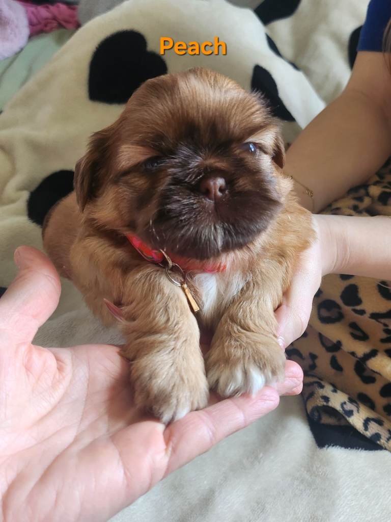 Kc shih tzu imperial line 