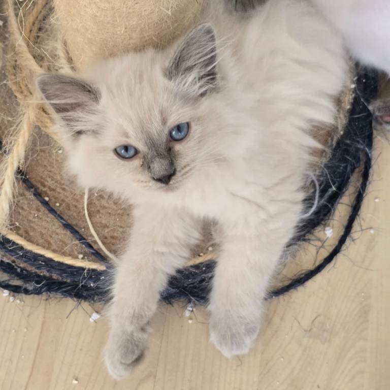Gorgeous Pure Ragdoll Kittens...READY TO LEAVE NOW!