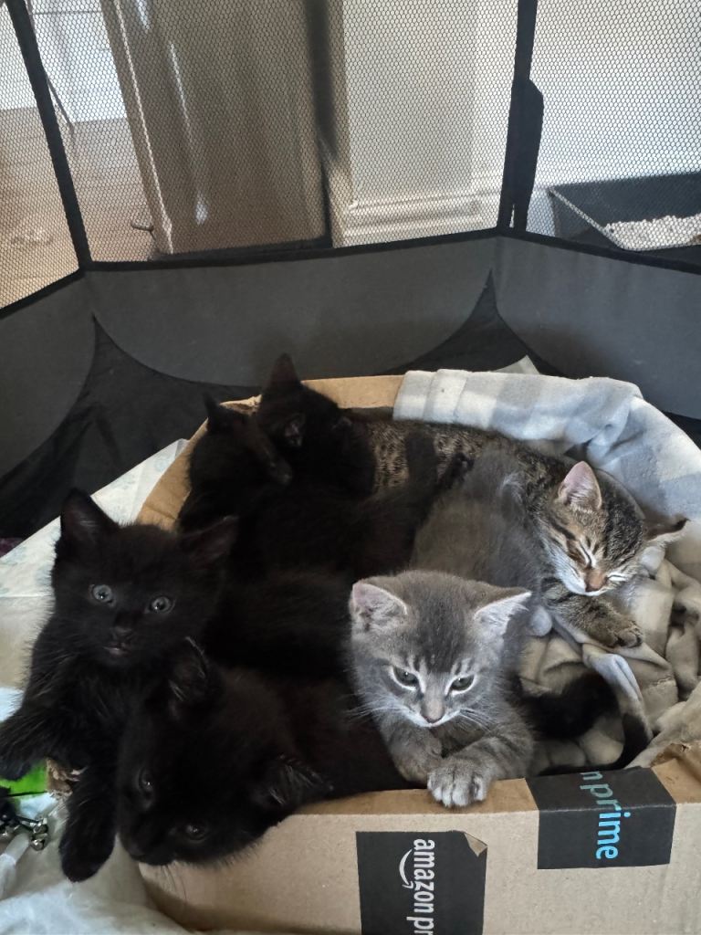 Kittens 