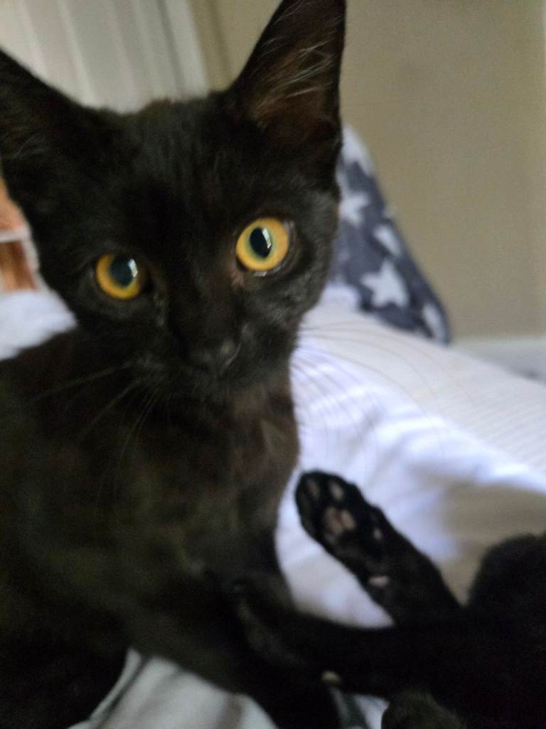Kittens looking for forever homes