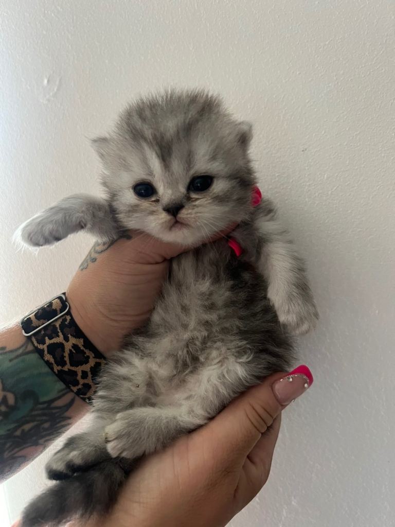 Persian kitten 