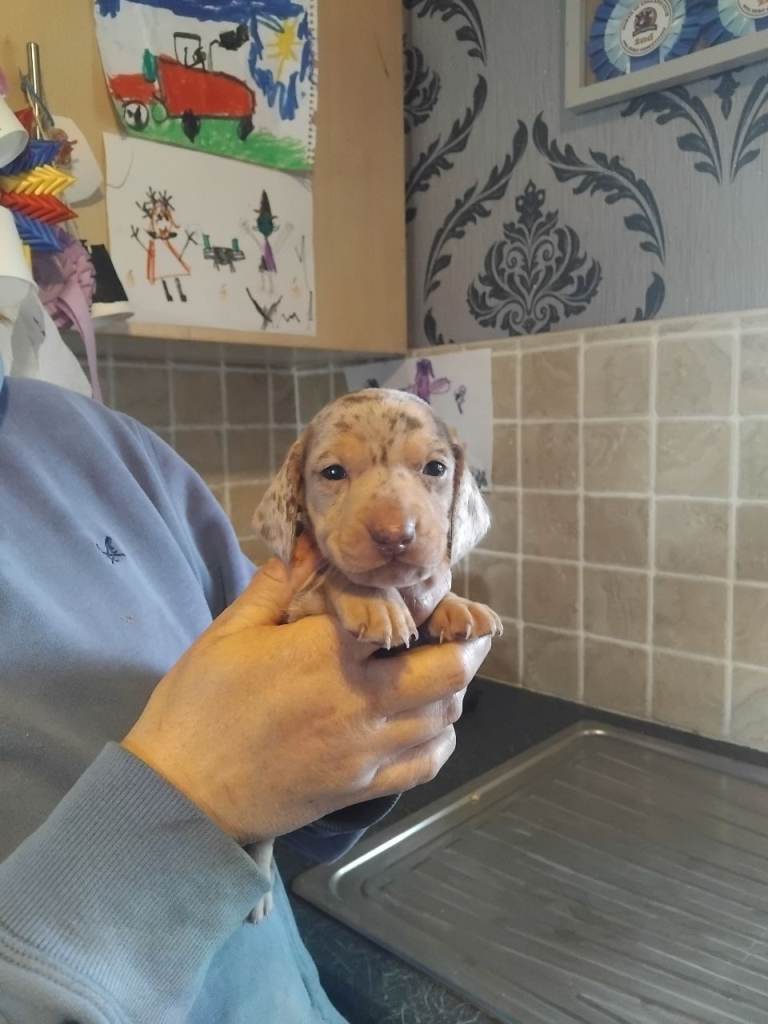Miniature dashchund 