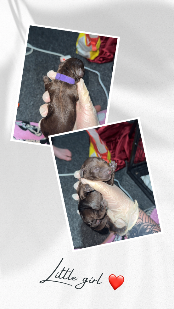 Stunning F2 Cockapoo Puppies – Rich Chocolate & Deep Apricot